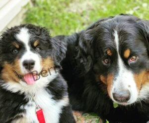 Bernese Mountain Dog Blog