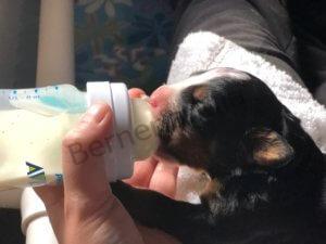 Bernese Mountain Dog Blog