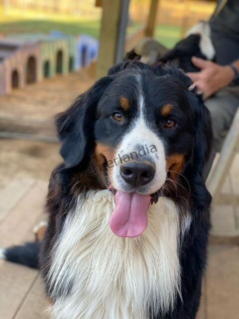 Bernese Mountain Dog from a past Bernerlandia litter