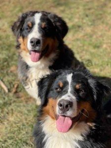 Bernese Mountain Dog Blog