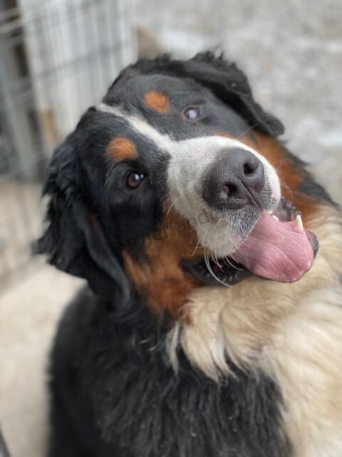 Bernese Mountain Dog