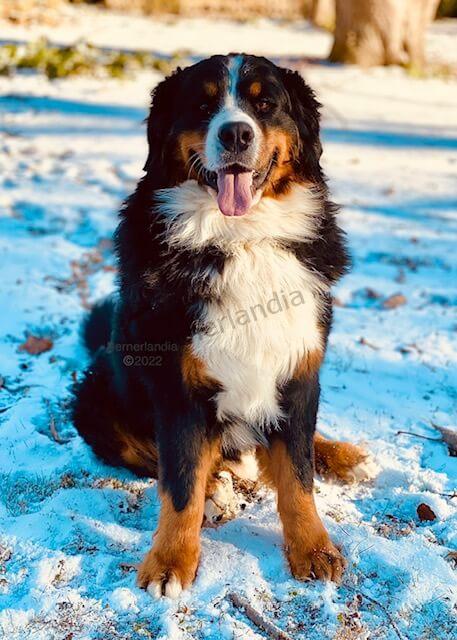 Bernese Mountain Dog puppies, Kardia and Barrett litter, January 2021