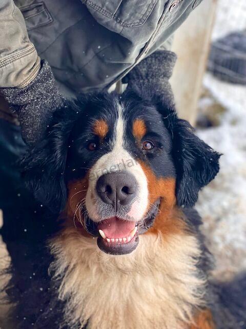 Bernese Mountain Dog from a past Bernerlandia litter
