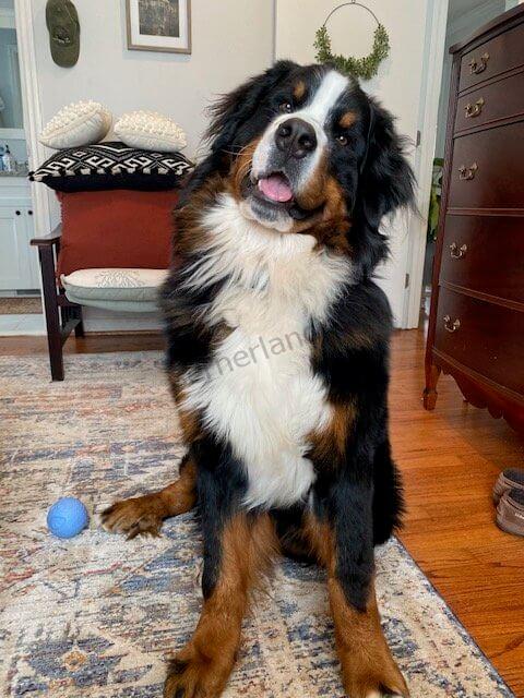 Bernese Mountain Dog puppies, Kardia and Barrett litter, January 2021