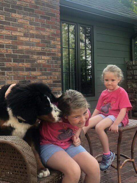 Bernese Mountain Dog puppies, Kardia and Shiloh litter, December 2021