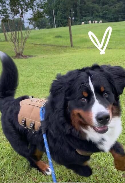Bernese Mountain Dog puppies, Kardia and Barrett litter, January 2021