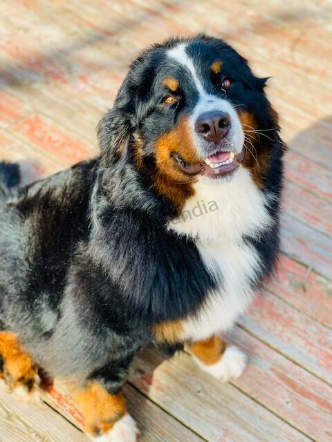 Bernese Mountain Dog