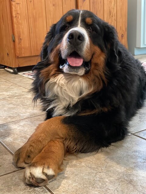 Bernese Mountain Dog from a past Bernerlandia litter