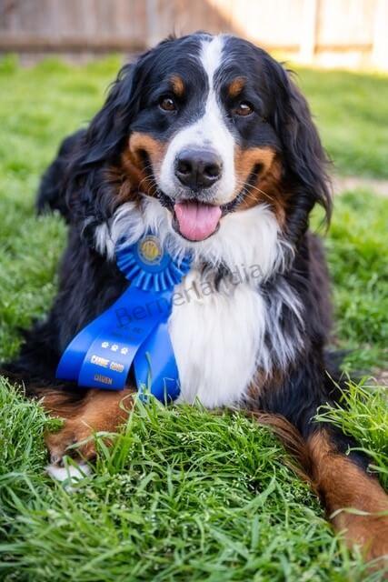 Beyla, Bernese Mountain Dog puppy, Kardia and Barrett litter, January 2021