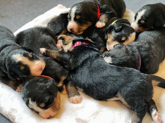 Bernerlandia Bernese Mountain Dog puppies
