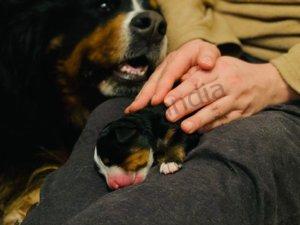 Bernese Mountain Dog Blog