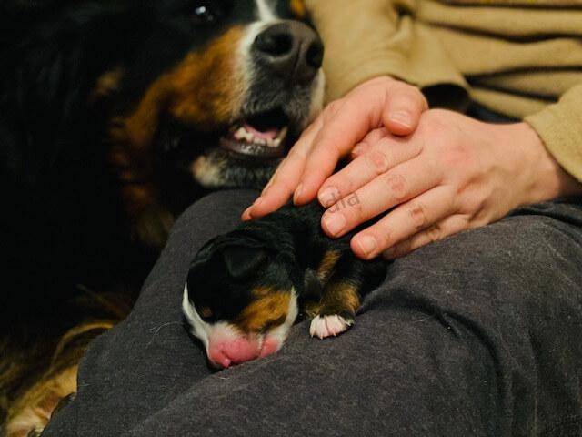 Bernese Mountain Dog Blog