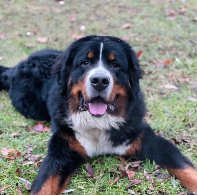 Bernese Mountain Dog from a past Bernerlandia litter