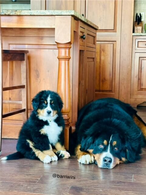 Bernese Mountain Dog puppies, Momo and Louis litter, December 2023