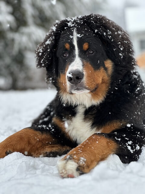 Bernese Mountain Dog puppies, Kardia and Louis litter, July 2023