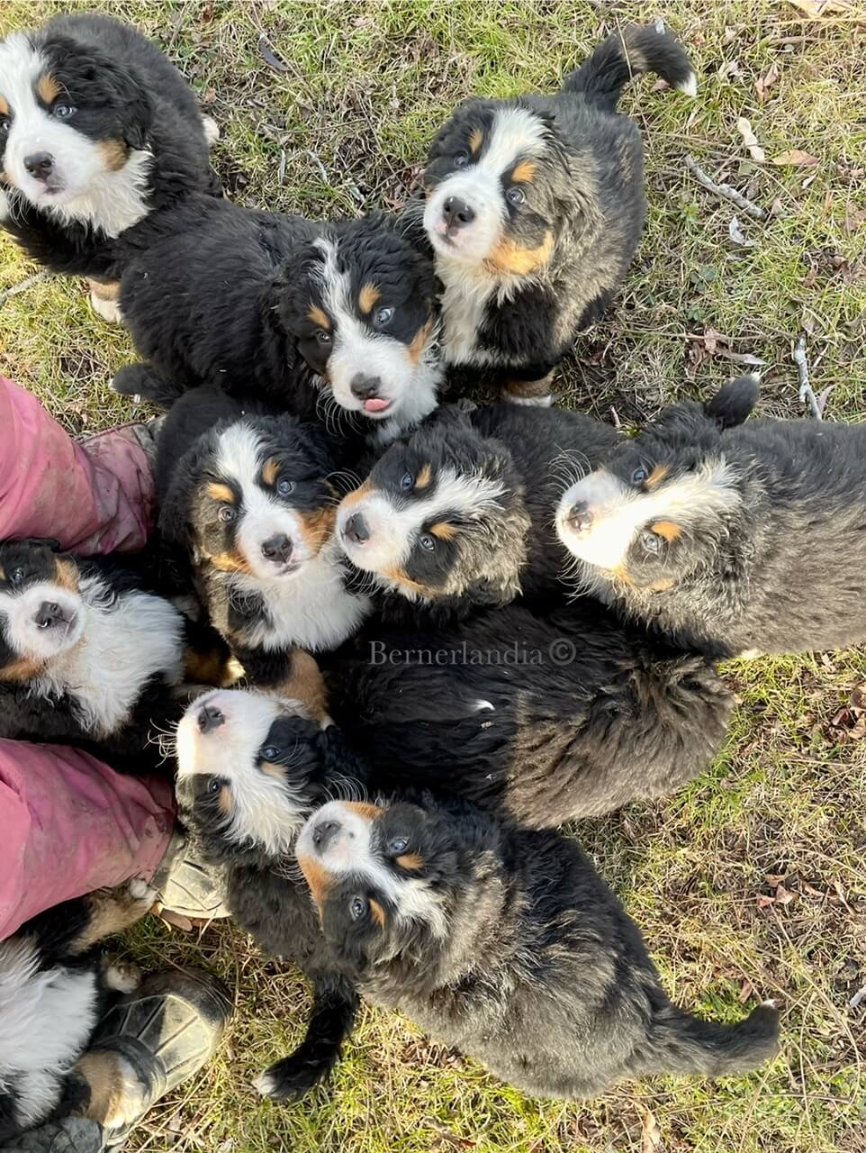 Bernese puppies in the Puppy Culture program