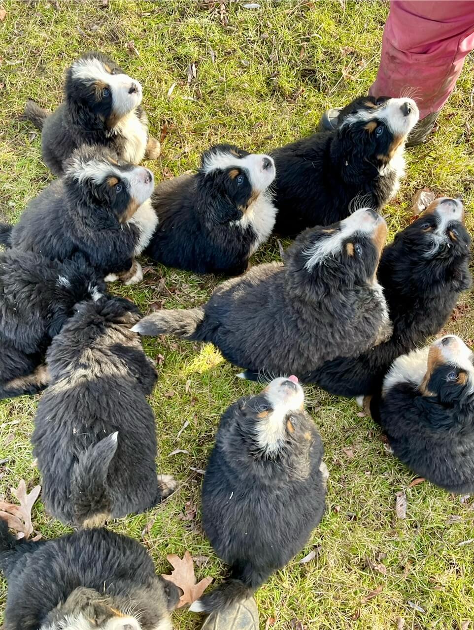 Bernese puppies in the Puppy Culture program