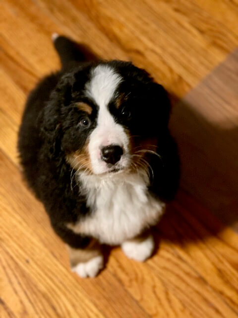 Bernese Mountain Dog puppies, Momo and Louis litter, December 2023