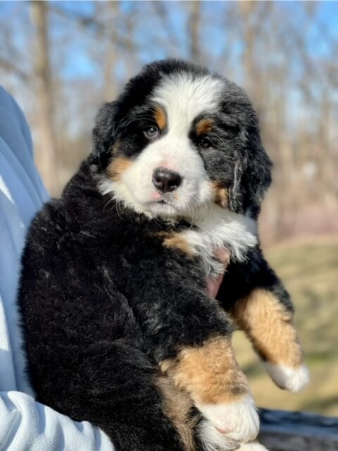 Bernese Mountain Dog puppies, Momo and Louis litter, December 2023