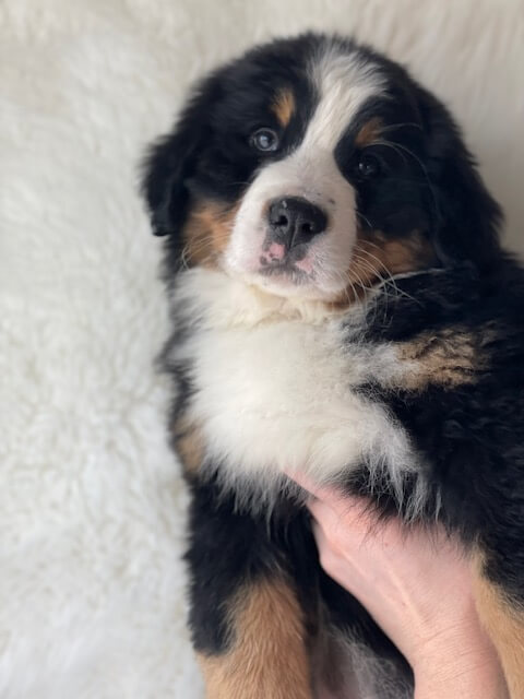 Bernese Mountain Dog puppies, Momo and Louis litter, December 2023