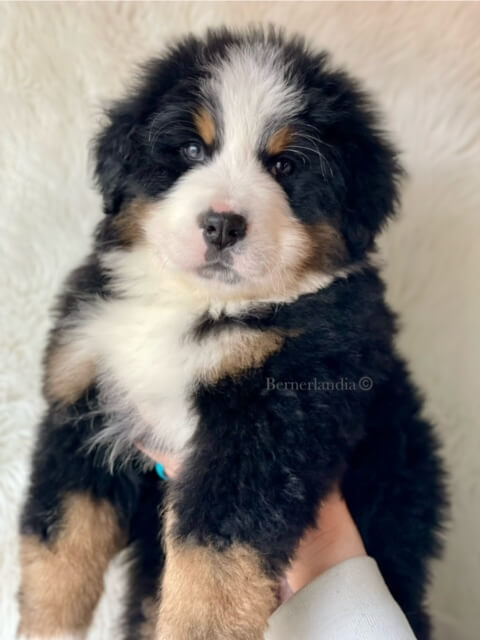 Bernese Mountain Dog puppies, Momo and Louis litter, December 2023