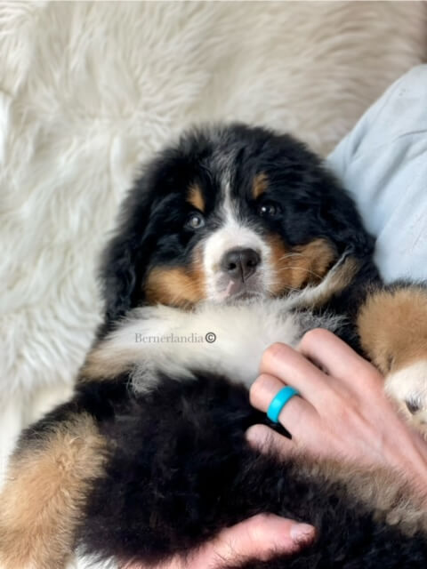 Bernese Mountain Dog puppies, Momo and Louis litter, December 2023
