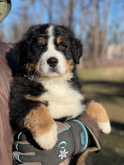 Bernese Mountain Dog puppies, Momo and Louis litter, December 2023