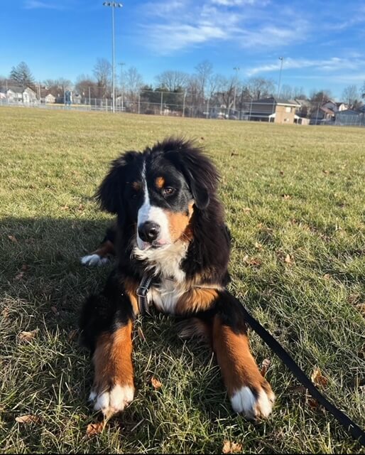 Bernese Mountain Dog puppies, Kardia and Louis litter, July 2023