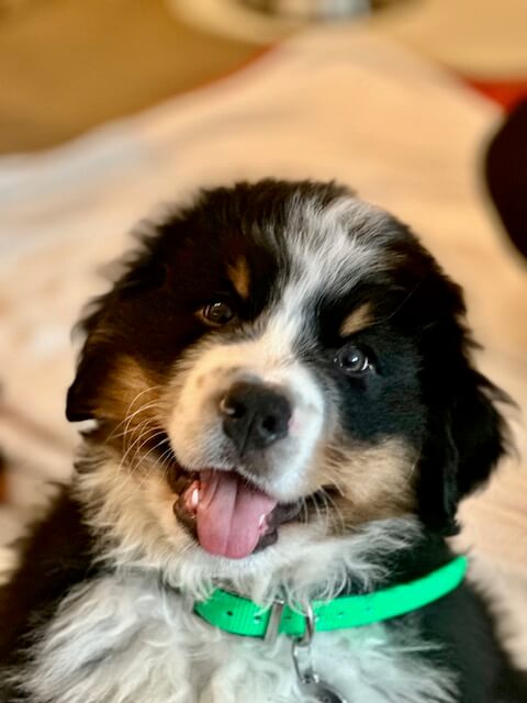 Bernese Mountain Dog puppies, Momo and Louis litter, December 2023