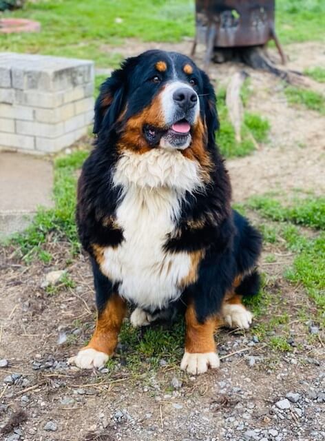 Bernese Mountain Dog puppies, Kardia and Shiloh litter, December 2021