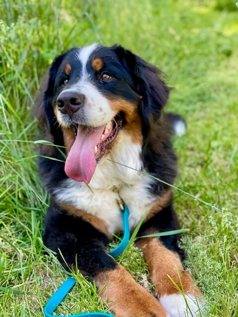 Bernese Mountain Dog