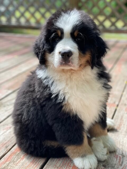 Bernese Mountain Dog breeder