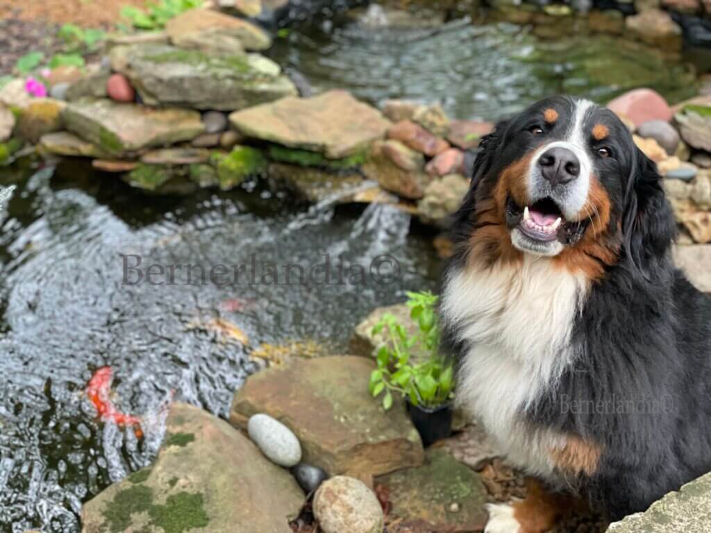 Bernese Mountain dogs