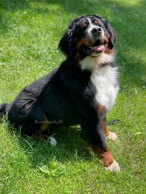 Bernerlandia Bernese Mountain Dogs