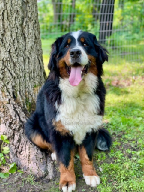 Yunny, a Bernerlandia Bernese Mountain Dog