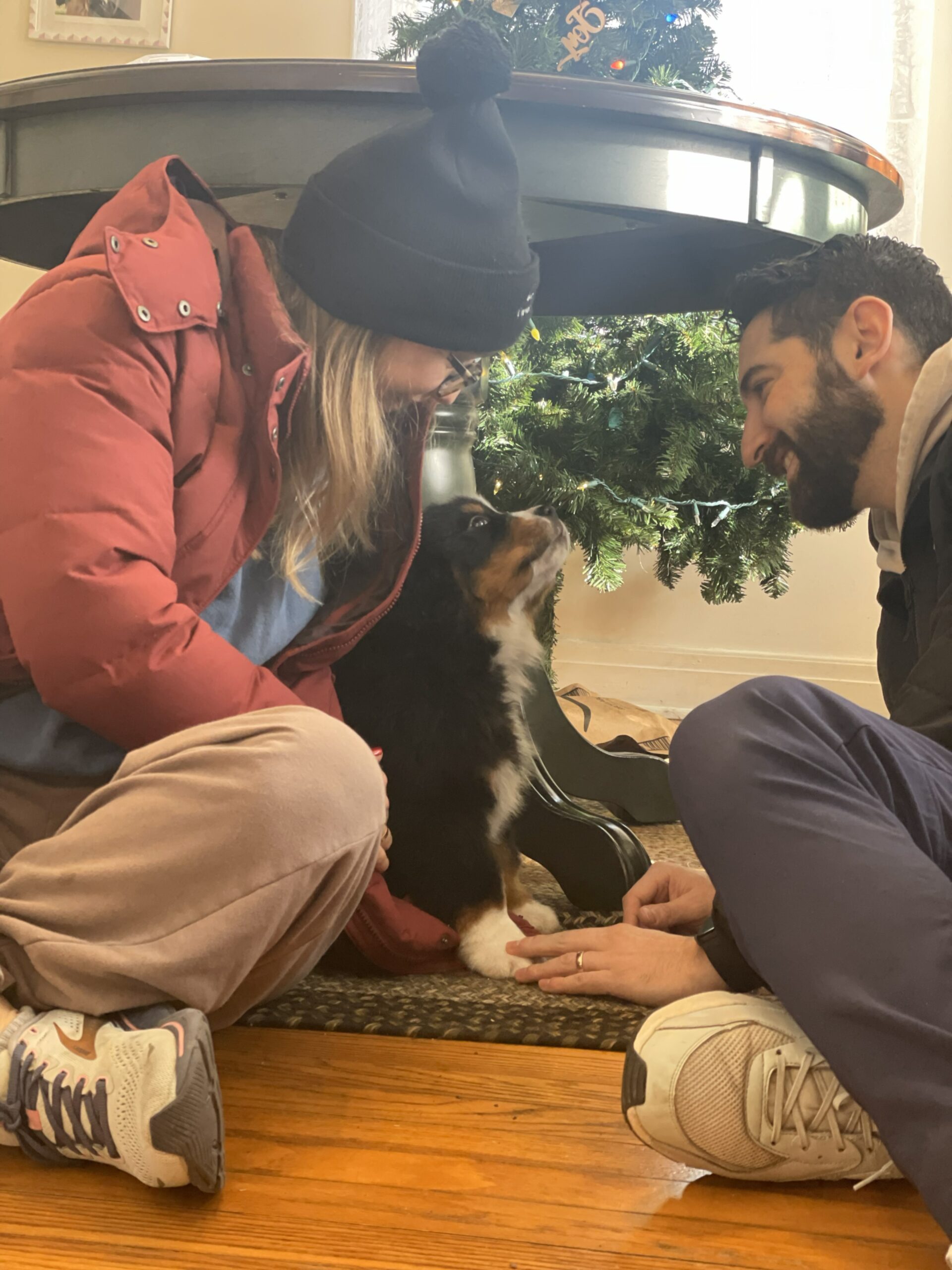 Delorean, Bernese Mountain Dog puppy, Momo and Vivaldi litter, October 2025