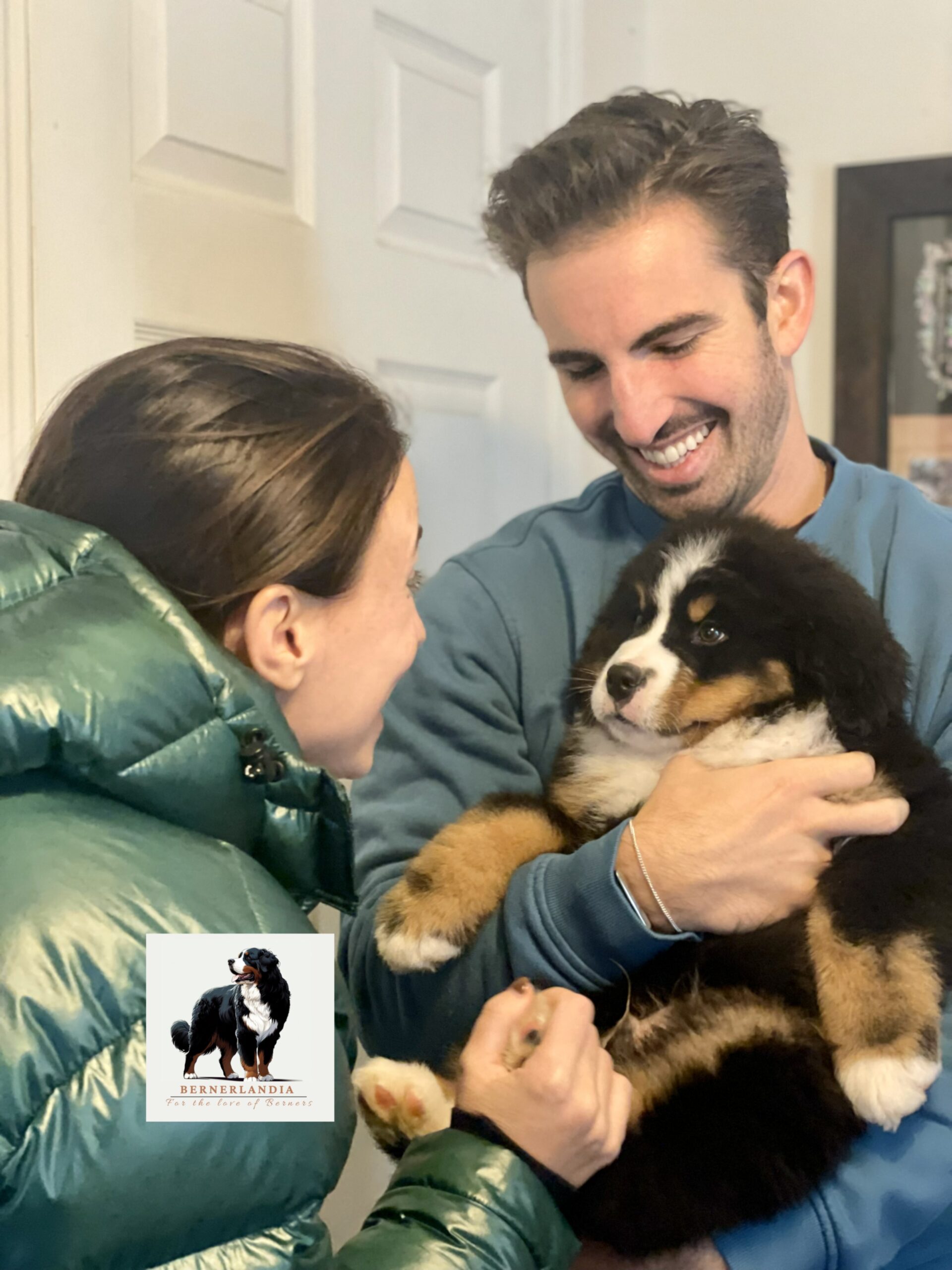 Einstein, Bernese Mountain Dog puppy, Momo and Vivaldi litter, October 2025