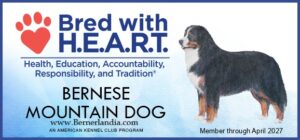 Bernese Mountain Dog