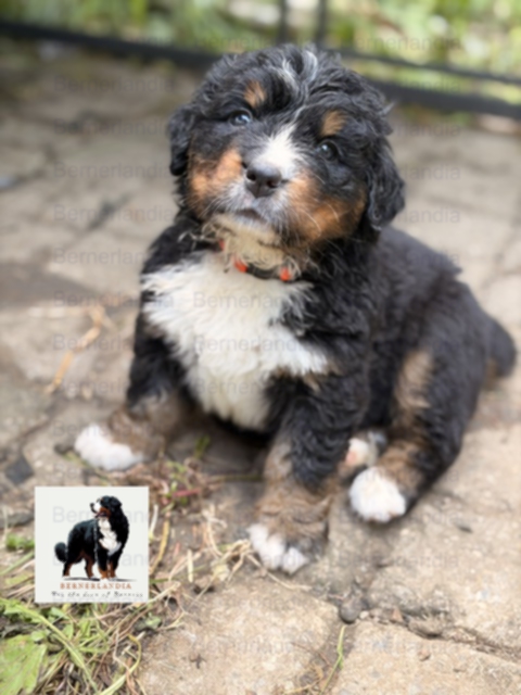 Chandler, Bernese Mountain Dog puppy, Momo and Vivaldi litter, May 2026
