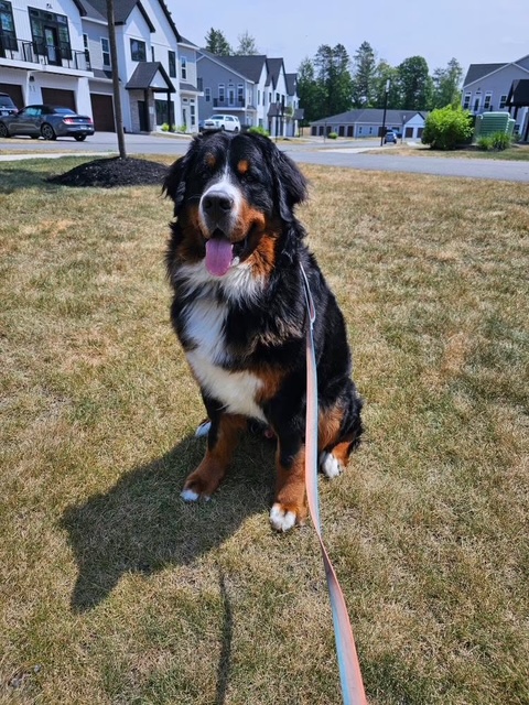 Bernese Mountain Dog puppies, Kardia and Vivaldi litter, July 2024