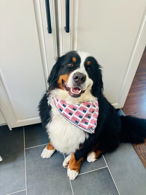 Bernese Mountain Dog puppies, Momo and Louis litter, April 2023