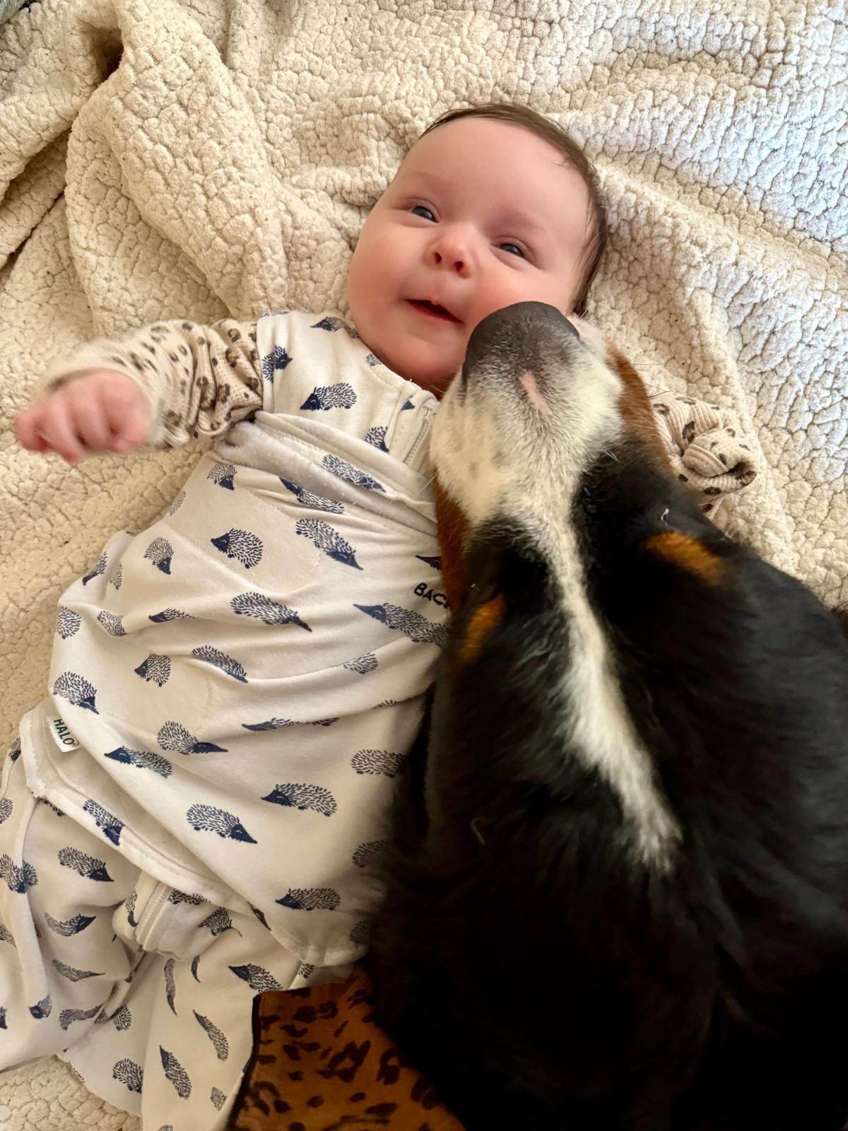 Bernese Mountain Dog puppies, Momo and Vivaldi litter, July 2024
