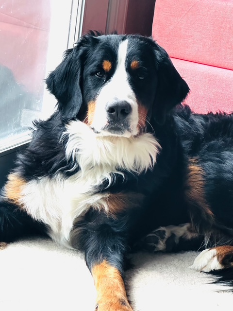 Bernese Mountain Dog puppies, Momo and Louis litter, April 2023