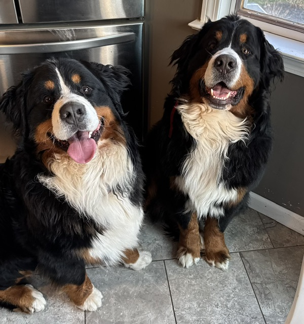 Bernese Mountain Dog puppies, Momo and Louis litter, April 2023