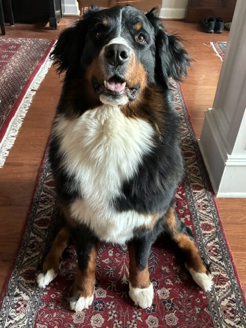 Bernese Mountain Dog puppies, Momo and Vivaldi litter, July 2024