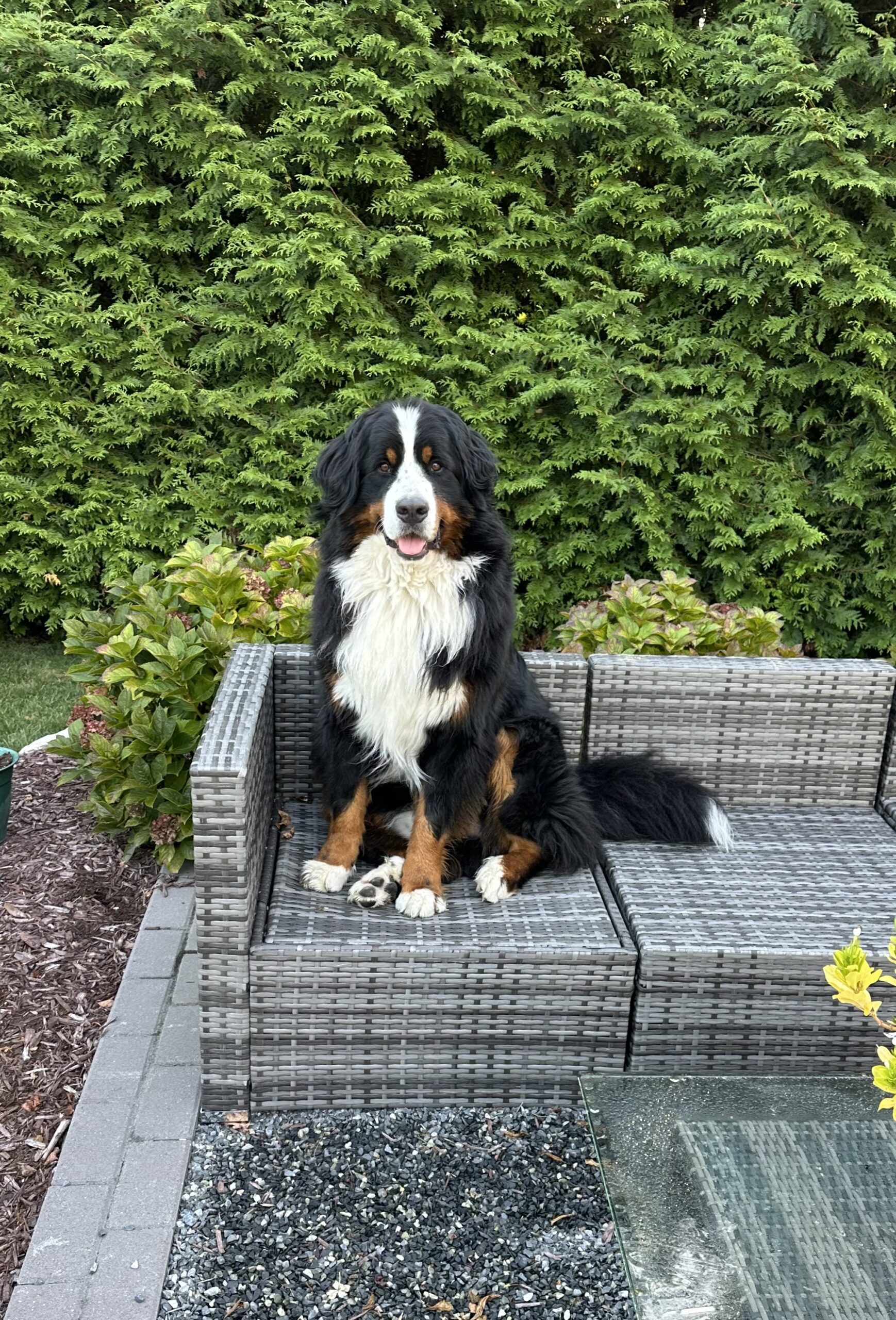 Bernese Mountain Dog puppies, Momo and Louis litter, April 2023