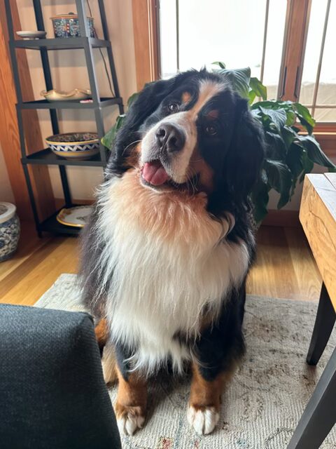 Bernese Mountain Dog puppies, Momo and Louis litter, April 2023