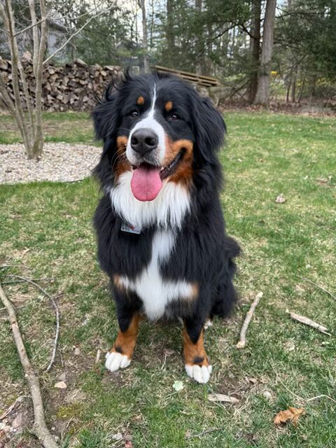 Bernese Mountain Dog puppies, Momo and Louis litter, April 2023