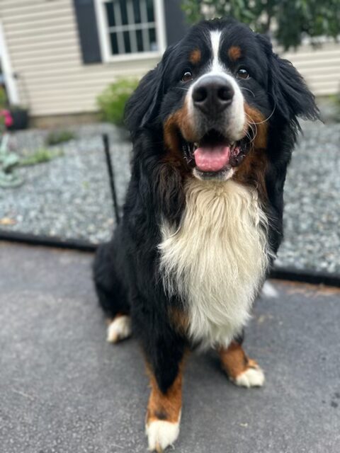 Bernese Mountain Dog puppies, Momo and Louis litter, April 2023