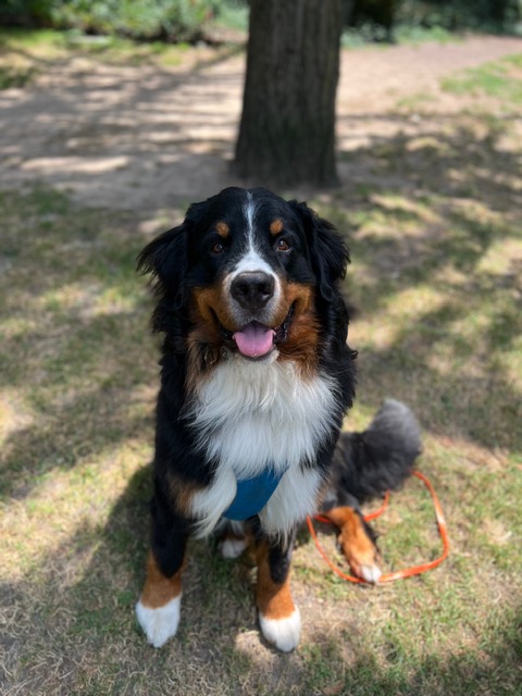 Bernese Mountain Dog puppies, Momo and Vivaldi litter, July 2024